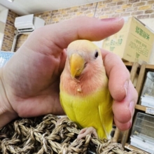 画像更新☆活発❤コザクラインコのヒナ(ルチノー)