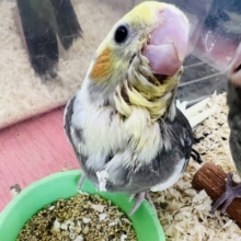 画像更新☆赤ちゃん感がたまらない♡唯一無二のパイドカラー❤オカメインコのヒナ❤