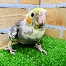 動画更新☆愛嬌ばっちり☆オカメインコ（パイド）