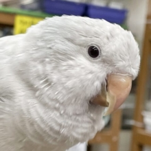 お喋り上手⭐︎オキナインコ　ブルーパイドイノ❄️