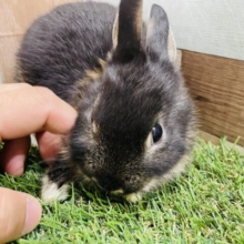 最新画像あります♪黒い体におしゃれなブラウンが特徴的♪ネザーランドドワーフのブラックオター！