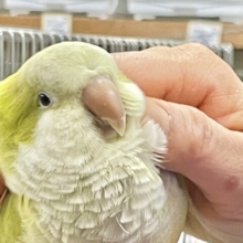 クリーミィグリーン～ 🌱 オキナインコ(パリド)