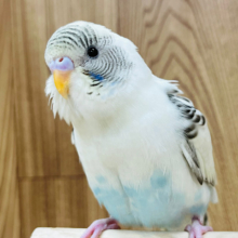 【最新画像・動画更新🪄】カメラ目線はアイドル級♡セキセイインコ(四色ハルクイン) ヒナ
