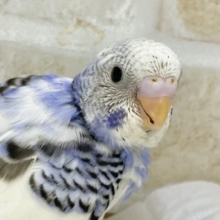 人気カラー🤍🩵セキセイインコ（ブルーパイド）