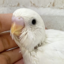 真っ白🤍雪だるまさん⛄️セキセイインコ（ダブルファクター）