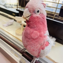 最新画像あります☆美しい桃色が特徴🍑モグモグ食いしん坊のモモイロインコ男の子⭐️