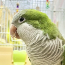最新画像あり！オキナインコ　グリーン💚カキカキ大好き！甘えんぼ〜❤️