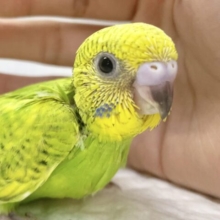 フレッシュグリーン💚　セキセイインコ（グリーンスパングル）