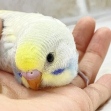 ふんわりカラー🩵💛レモンソーダ　セキセイインコ（パステルレインボースパングル）