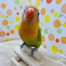 最新画像あります⭐️どんどん色鮮やかな姿になりますよ〜🧡ヤマブキボタンインコ‼️