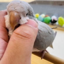 最新画像あります☆ヒナ餌卒業‼️元気いっぱいで淡いお色がキュートなコ🩷オキナインコのブルーパリッドオパーリン！！