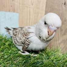 最新画像あります☆ステキなシナモンカラー🤎大きな頭が可愛い！ジャンボセキセイインコ（シナモンオパーリン）✨