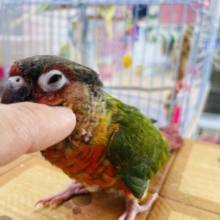 最新画像・動画あります♪ヒナ餌卒業🎓わたわたなボディーがたまらなく可愛い💕ワキコガネウロコインコのレッド！！