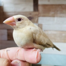 最新画像あります⭐️ヒナ餌卒業‼️人気カラーになります‼️元気いっぱいシナモン文鳥💛