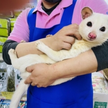 抱っこ・肩乗り画像更新！！シュッとしたお顔が可愛すぎます！！パームシベットのリューシスティック！