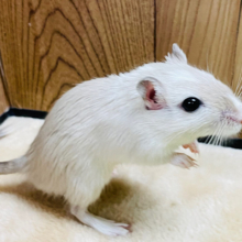 淡いカラーが魅力的♡カラージャービル（男の子）