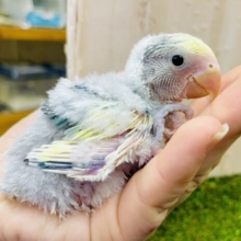 🦆🦆🦆わんだーまーちんぐ🦜🎵🎵　コザクラインコ　ブルーチェリーパイド