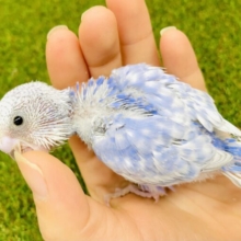 今日の天気　予報はブルー🫐　セキセイインコ　スパングル