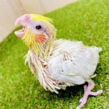 おひさまとおいかけっこで時間はすぐに過ぎちゃうね☀️☀️☀️  オカメインコ　ルチノー