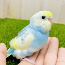 見逃さないでね⭐️引き込まれる水色の胸元🩵🩵🩵　セキセイインコ　レインボーパイド