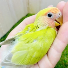ほてり。ほてり。お顔の赤いシナモンコザたん❤️ コザクラインコ　シナモン系