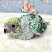 セキセイインコ レインボー系（エメラルドカラー）💚🍏