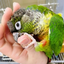動画あり☆　最新画像になりますよ⭐️きらーん🌟キャピキャピ楽しもうよ❣️ ワキコガネウロコインコ