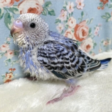 セキセイインコ  バイオレットオパーリン 💜💐｡・:＋°