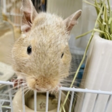 【動画更新🪄】かまってアピールが止まらない🌟デグー（サンド）男の子