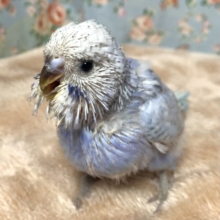 ジャンボセキセイインコ   ブルーバイオレット)スパングル  🦋∗*ﾟ