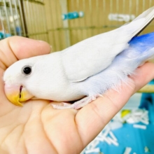 ♥️ベタ甘えん坊さん♥️てくてく甘えん坊ペンギンさん　コザクラインコ　パリッドバイオレット　