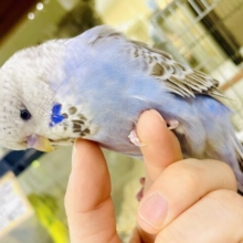 1人餌になりました🌟もふもふ毛❤️最新画像になりますよ🫶🫶待ってました😁お久しぶりに登場🫶🫶🫶おっきいセキセイさんだよ🎵　ジャンボセキセイインコ　シナモンオパーリン