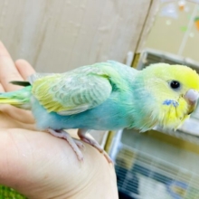 最新画像になりすよ🌟入道雲みたいにもわもわり☁️💚　セキセイインコ　パステルカラーレインボー