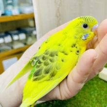最新画像になりますよ🌼菜の花パレット🌼咲いてたいの🌼　セキセイインコ　ハルクイン