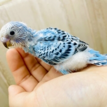 ⛄️冬⛄️の澄んだお空セキセイさん❄️ セキセイインコ　オパーリン