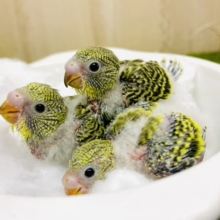 ケルベロスいんこ？🦜並並並3羽一緒に登場です🦜🦜🦜　セキセイインコ　ノーマル