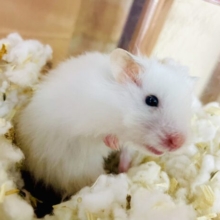 ☁️ワタガシでわたまみれ〜！！？☁️  カラーハムスター　ホワイト　男の子
