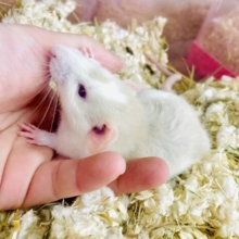 🐀✨🩷😳可愛過ぎて目が離せない😳😳😳→→🐀ふれあいの出来るラット君🌟　ファンシーラット　男の子