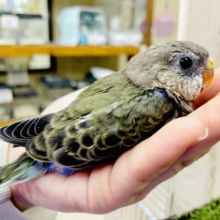🥸「吾輩は秋草インコである。」🦜　アキクサインコ　ノーマル