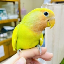 激かわ🧡最新画像になりますよ🌟🍋🍋甘酸っぱく輝いているレモンスカッシュのように🍋🍋　コザクラインコ　タイガーチェリー