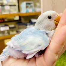 ❄️❄️スノーラブ❄️❄️ぬくもりが今積もるから🌨️ コザクラインコ　ブルーオパーリンパイド