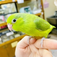 🌱🌱やさしさ🌱🌱に色を付けたようなあわーい空のしたの緑　マメルリハ　ノーマル　女の子