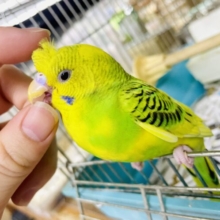 1人餌✨触れ合い⭕️最新画像になりますよ🌟ストライプのようにポルカ•ドット　セキセイインコ　パイド