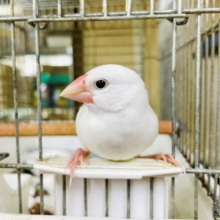 1人餌✨ちゅき🤍最新画像になりますよ🌟ましゅまろ🤍ころがる💛はぷにんぐ🤍　白文鳥