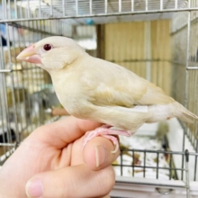 1人餌✨ちゅき🤎最新画像になりますよ🌟🤎ひとかけら勇気をティースプーンでくるくる文鳥さん🤎　シナモン文鳥