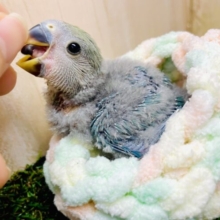 可愛すぎ注意🫧あそばせ皆の衆🩵　コザクラインコ　ブルーチェリー