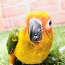 【最新画像更新☆☆】将来は太陽のように輝くカラーに？？　コガネメキシコインコ