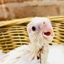 デデンデンデデン♪♪デデンデンデデン♪♪　オカメインコ