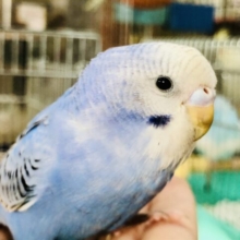 【最新画像更新☆☆】このカラーがセキセイですね～　セキセイインコ　