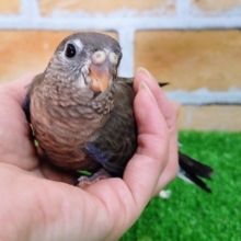 かなり久々✨アキクサインコ(ノーマル)入荷しました❤